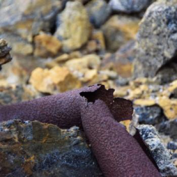 Geschundenes Elba, ein Paradies für Wander- und Fahrradurlauber - (c) Gabi Vögele