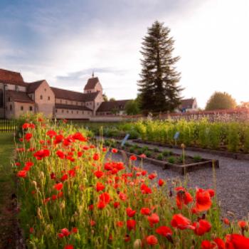 Kirchen, Kunst und Kräuterbeete - Das Mücter auf der Insel Reichenau - (c) Helmuth Scham