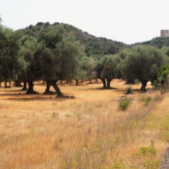 Im Parco regionale della Maremma - die Natur der Toskana mit dem Fahrrad hautnah erleben - (c) Jörg Bornmann