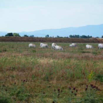 Im Parco regionale della Maremma - die Natur der Toskana mit dem Fahrrad hautnah erleben - (c) Jörg Bornmann