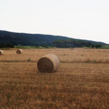 Im Parco regionale della Maremma - die Natur der Toskana mit dem Fahrrad hautnah erleben - (c) Jörg Bornmann