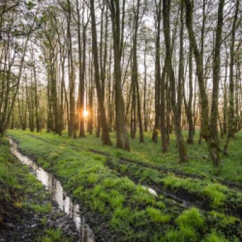 Die Prignitz ist jetzt Drehkreuz für tausende Zugvögel - für viele Arten sogar Winterquartier - (c) Markus Tiemann