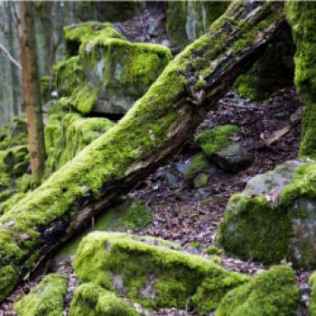 Vulkangebiet Vogelsberg - Die schönsten Radwege in Europas größtem Vulkangebiet - (c) Vogelsberg Touristik