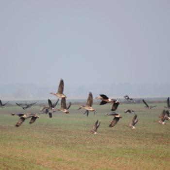 Die Prignitz ist jetzt Drehkreuz für tausende Zugvögel - für viele Arten sogar Winterquartier - (c) Markus Tiemann