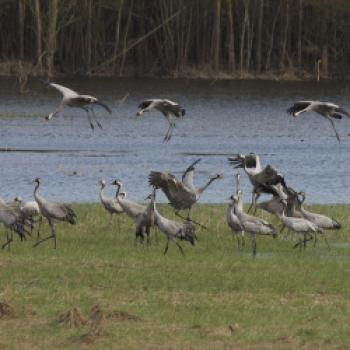 Die Prignitz ist jetzt Drehkreuz für tausende Zugvögel - für viele Arten sogar Winterquartier - (c) Markus Tiemann