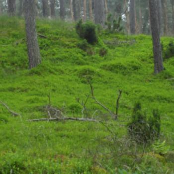 Hinter dem Strand verbinden sich Binnendünen, Eichen- und Kieferwälder sowie Wacholderweiden zum einzigartigen Wacholderwald - (c) Herbert Barnehl