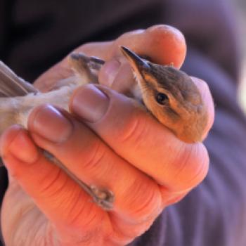 Uns steht noch ein Highlight bevor, wir dürfen Salvatore bei der Beringung einiger Singvögel, wie der Heckenbraunelle, zuschauen - (c) Jörg Bornmann