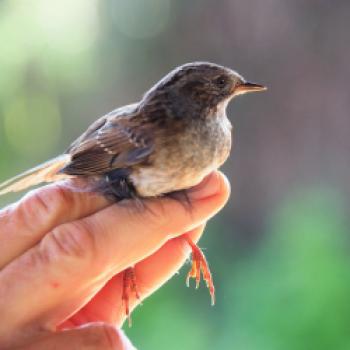 Danach werden sie beringt und wieder frei gelassen - (c) Jörg Bornmann