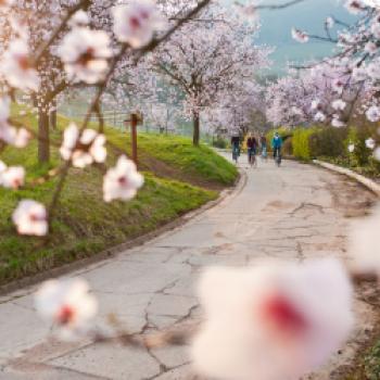 Eine Region sieht rosa - Frühlingserwachen bei der Mandelblüte an der Deutschen Weinstraße - (c) Südliche Weinstraße