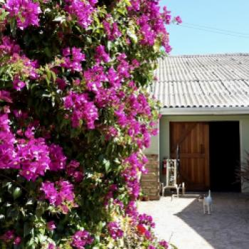 Farbenfrohe Bougainvilleen schmücken die Auffahrt des Weinguts - (c) Christine Kroll