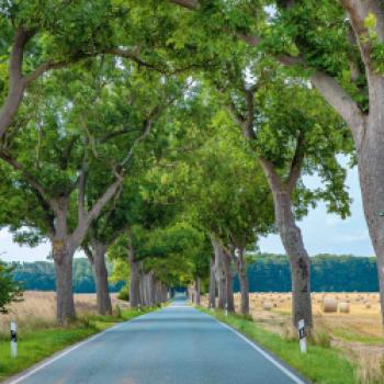 "Eschen-Allee im Spätsommer" in Mecklenburg-Vorpommern ist Allee des Jahres - (c) Karsten Kriedemann