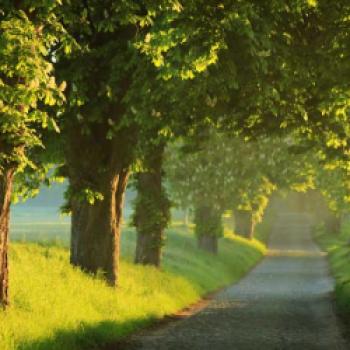 Allee des Jahres 2019: Rosskastanien-Allee von Eickelberg nach Eickhof im Frühnebel - (c) Heidi Sprenger