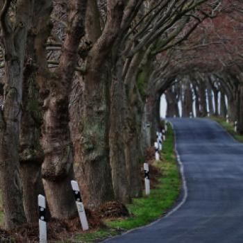 Allee des Jahres 2019 – Platz 2: Allee zwischen Kuckelvitz und Neuenkirchen auf Rügen - (c) Mario Fürstenberg