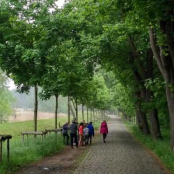 Allee des Jahres 2019 – Sonderpreis: Allee in der Dorfstraße in Klein Kubitz - (c) Alleenpaten der Freien Schule Rügen