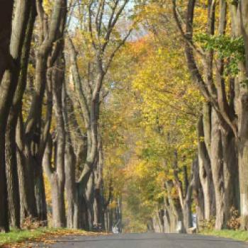 Alllee des Jahres 2018: Ahorn-Allee im Herbstzauber - (c) Dietmar Olonscheck