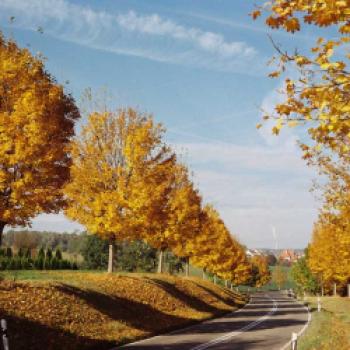 Allee des Jahres 2017: Ahornallee zwischen Wernau und dem Weiler Freitagshof in Baden-Württemberg - (c) Angelika Vetter-Kurz