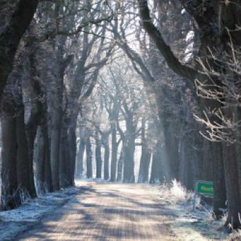 Allee des Jahres 2017 – Platz 2: Eichenallee in der Vareler Moorlandschaft - (c) Heidrun Heinze