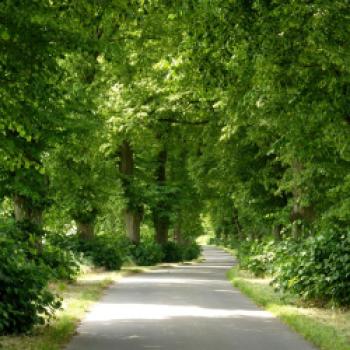 Lindenallee auf dem Oder-Neiße-Radweg - (c) Kerstin Rehmann