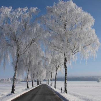 Allee des Jahres 2021: Birken im Eispanzer vor dem Ortsteil Mittelrode in Springe in Niedersachsen - (c) Günther Wall