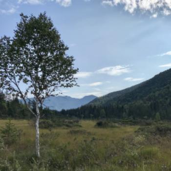 Eine Birke im wilden Isartal - (c) Christine Kroll