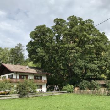 Ein mächtiger Bergahorn in der Jachenau - (c) Christine Kroll