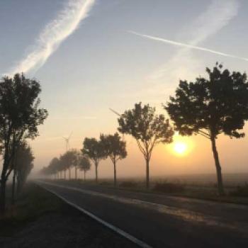 Allee des Jahre 2020 – Platz 3: Nebel-Allee zwischen Nauen und Groß Behnitz im Landkreis Havelland in Brandenburg - (c) Björn Steinberg