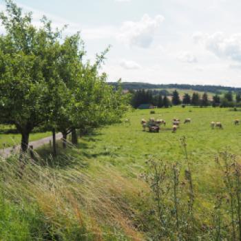 Eigentlich fahren wir entgegen der Fließrichtung der Schwalm, dem namensgebenden Fluss, doch es geht auch so gemütlich mit Abschnitten leichter Steigungen nach Lauterbach - (c) Jörg Bornmann