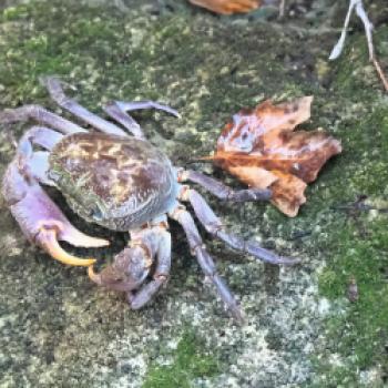 Fahrradurlaub auf Rhodos  Ein möglicher Ansatz auf dem Weg zum nachhaltigen Tourismus auf der Urlaubsinsel - (c) Jörg Bornmann