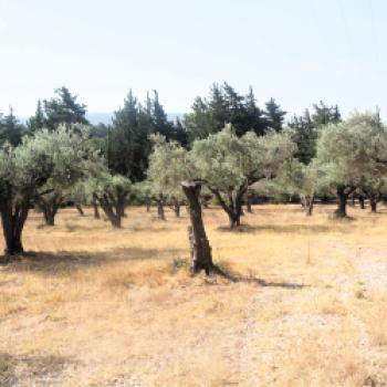 Fahrradurlaub auf Rhodos  Ein möglicher Ansatz auf dem Weg zum nachhaltigen Tourismus auf der Urlaubsinsel - (c) Jörg Bornmann