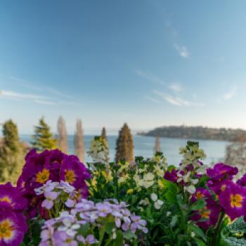 Grenzüberschreitende GartenZeitreise am Bodensee - (c) MTK/Thorsten Günther