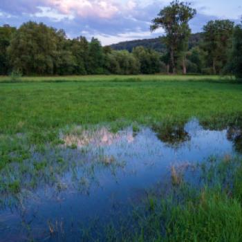 Naturschutzgebiet Enzaue, Wiesenwässerung - (c) Maren Recken