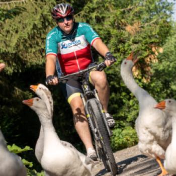 Bei Oberriexingen wohnt das Federvieh auf dem Radweg - (c) Maren Recken