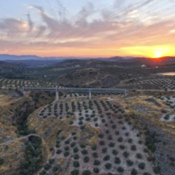 Olivenhaine bis zum Horizont in der Abendsonne - Verde del Aceite - (c) Gabriele Beautemps
