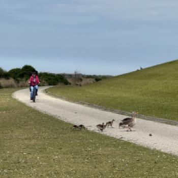 Borkum, den Ostfriesenklassiker, quer erradeln  Zwischen Dünenkamm, Wattkante und Nordseefrische - (c) Anke Sademann
