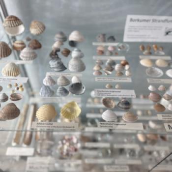 Borkum, den Ostfriesenklassiker, quer erradeln  Zwischen Dünenkamm, Wattkante und Nordseefrische - (c) Anke Sademann