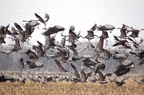 Die Prignitz ist jetzt Drehkreuz für tausende Zugvögel - für viele Arten sogar Winterquartier - (c) Markus Tiemann Die Prignitz ist jetzt Drehkreuz für tausende Zugvögel - für viele Arten sogar Winterquartier - (c) Markus Tiemann