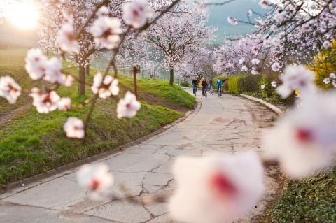 Eine Region sieht rosa - Frühlingserwachen bei der Mandelblüte an der Deutschen Weinstraße - (c) Südliche Weinstraße Eine Region sieht rosa - Frühlingserwachen bei der Mandelblüte an der Deutschen Weinstraße - (c) Südliche Weinstraße