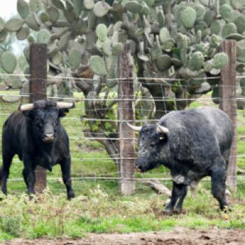 Mexiko – Stiere und Charros - eine fremde, emotionale Welt empfängt den Reisenden - (c) Irina Grassmann