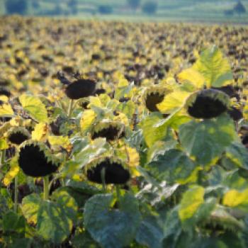 Der Herbst lockt in Niederösterreich mit zahlreichen Impressionen - (c) Jörg Bornmann