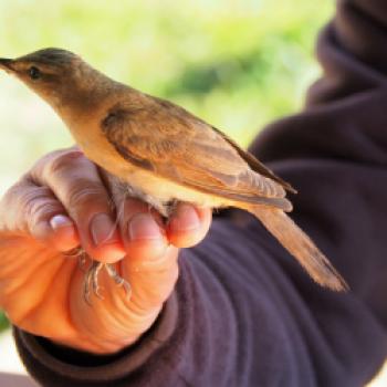 1996 gegründet stehen pädagogische und touristische Aktivitäten, sowie die wissenschaftliche Beringung von Vögeln im Mittelpunkt der Aufgaben der Genossenschaft ‚L’Alzavola‘ - (c) Jörg Bornmann