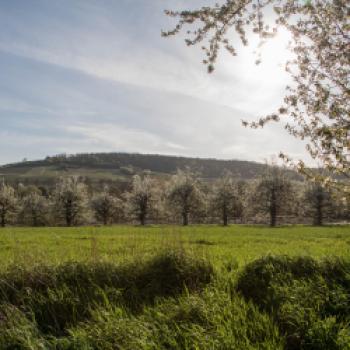 Mit dem Fahrrad durchs rheinhessische Blütenmeer - (c) Rheinhessen Touristik