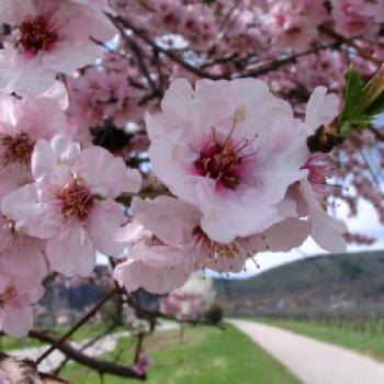 Eine Region sieht rosa - Frühlingserwachen bei der Mandelblüte an der Deutschen Weinstraße - (c) J. Ackermann/Südliche Weinstraße