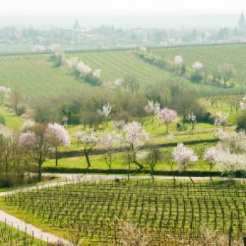 Eine Region sieht rosa - Frühlingserwachen bei der Mandelblüte an der Deutschen Weinstraße - (c) Südliche Weinstraße