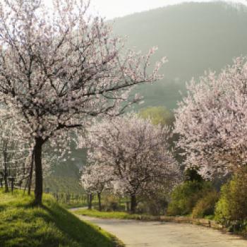 Eine Region sieht rosa - Frühlingserwachen bei der Mandelblüte an der Deutschen Weinstraße - (c) Südliche Weinstraße