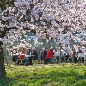 Eine Region sieht rosa - Frühlingserwachen bei der Mandelblüte an der Deutschen Weinstraße - (c) Rolf Schädler/Südliche Weinstraße