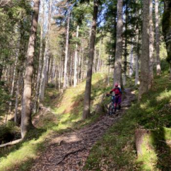 Wurzeln machen den Sommerweg am Tegernsee anspruchsvoll - (c) Christine Kroll