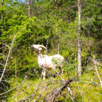 Die Landschaftspfleger in den Isarauen - (c) Jörg Bornmann