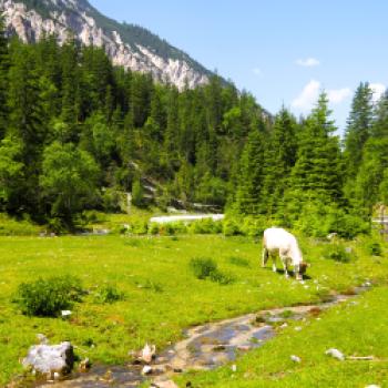Kühe beweiden die wenigen Grasflächen im oberen Isartal - (c) Jörg Bornmann