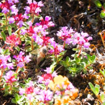 Die Auen entlang der Isar sind ein Blumen und Insektenparadies - (c) Jörg Bornmann