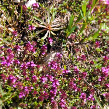 Abwechslungsreiche ist auch die Flora an der oberen Isar - (c) Jörg Bornmann